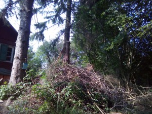 IMG_20150724_165904